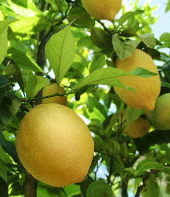 lemon-tree.jpg